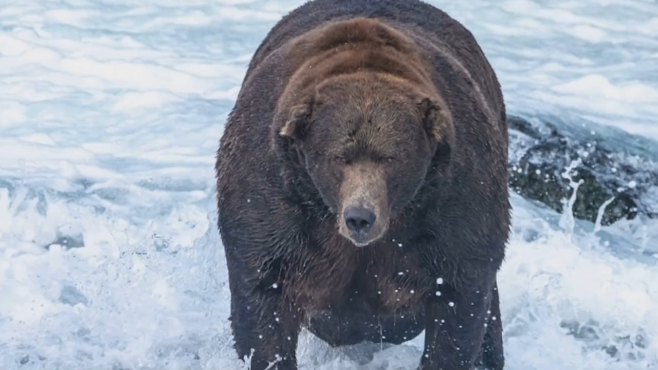 Winner crowned in Alaska for ‘Fat Bear Week’ contest Sky News Australia