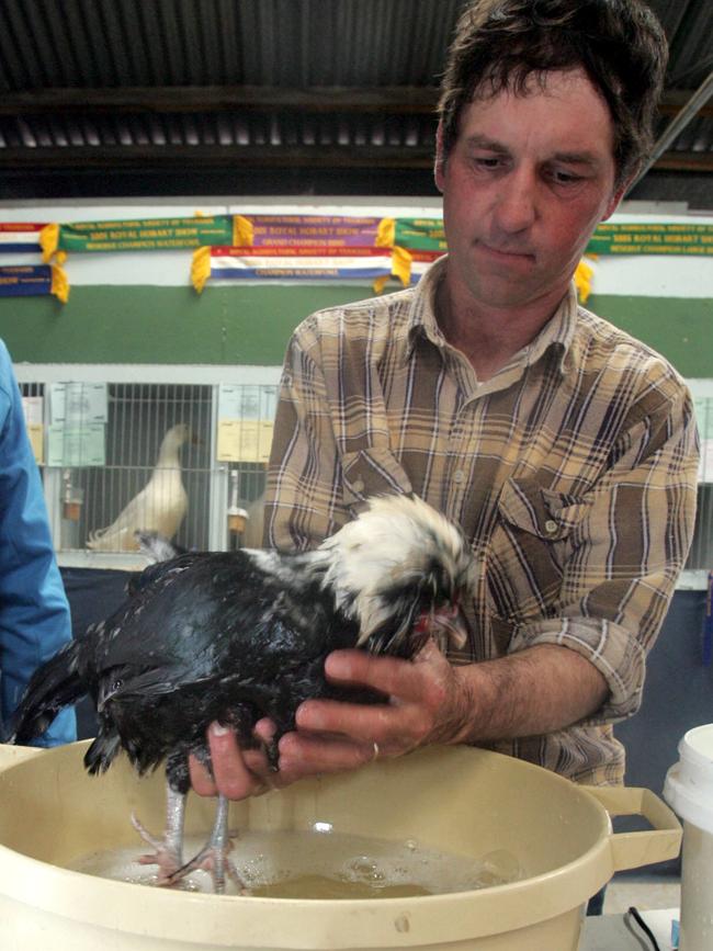 Ken Rosendale washing a Houdan fowl at the Royal Hobart Show.