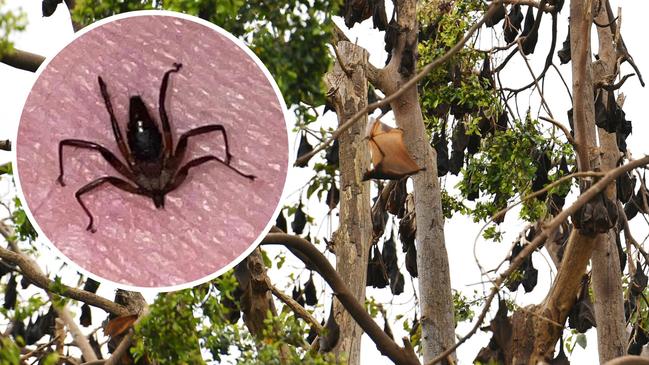 Disgusted visitors at Dan Gleeson Park are finding themselves covered in bat flies.