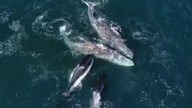 Amazing footage as 30 killer whales gang up on 2 gray whales in bloody attack