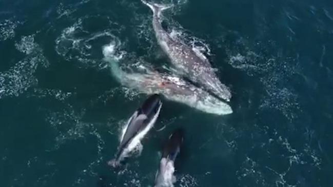 Amazing footage as 30 killer whales gang up on 2 gray whales in bloody ...