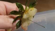 A chocolate-covered strawberry eaten by a and eaten by a Melbourne woman.