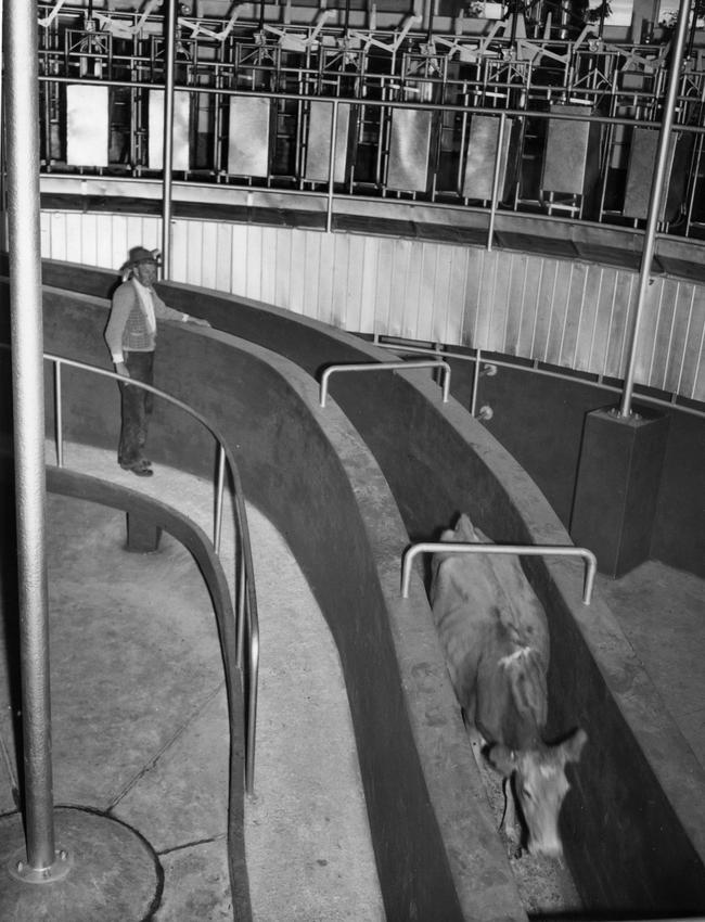 A cow on the exit passage that went under the milking platform of the Camden Park Estate rotolactor dairy. Picture: Belgenny Farm Trust