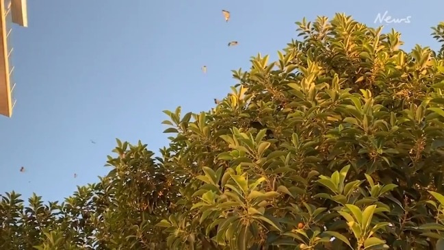 Butterflies are out in large numbers around Brisbane