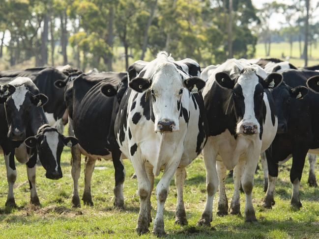 DAIRY: St David DairyRose and Glenn Atherton supply St David Dairy, a Fitzroy-based boutique milk processor. St David Dairy owner is Mancel Hickey. The St David brand won best fresh milk at this year's Grand Dairy Awards.PICTURED: Generic dairy. Dairy cows.PICTURE: ZOE PHILLIPS