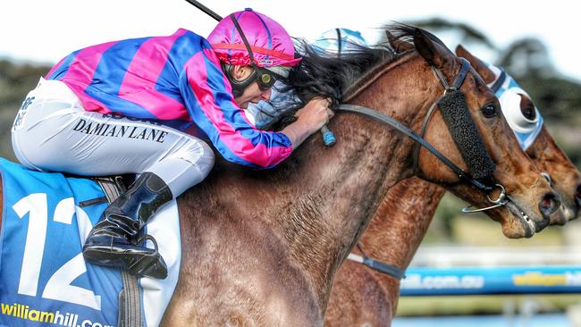 Damian Lane will ride Heza Ripper for david hayes and Tom Dabernig at Warrnambool. Picture: Colleen Petch