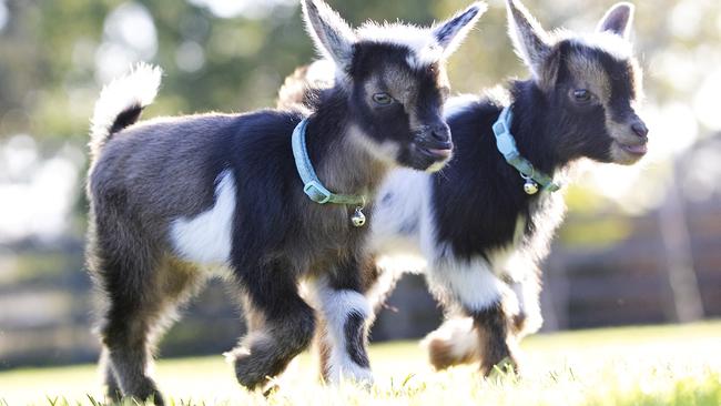 Nigerian Dwarf kids at Pawleena. Picture: Chris Kidd