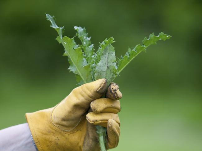 It pays to stay on top of weeds.