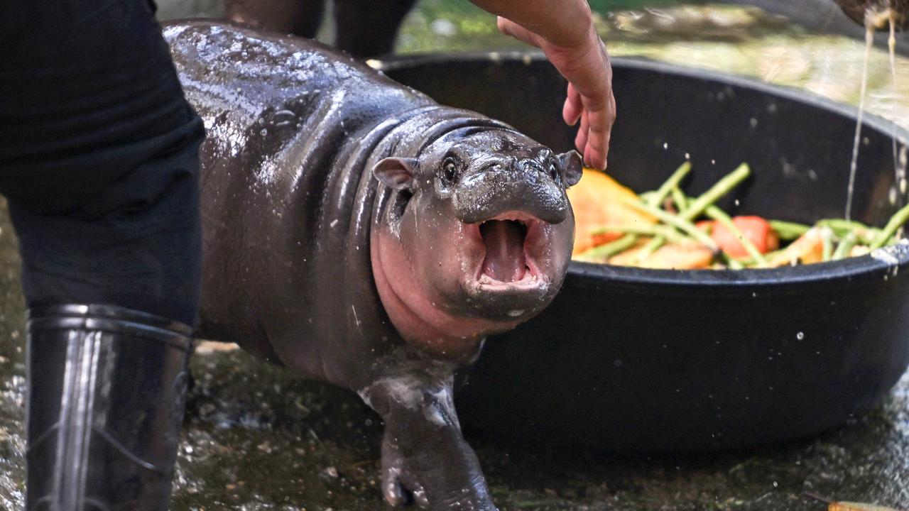 Since being born, Moo Deng, has raised almost AU$1 million in ticket sales for the zoo. Picture: Lillian SUWANRUMPHA / AFP.