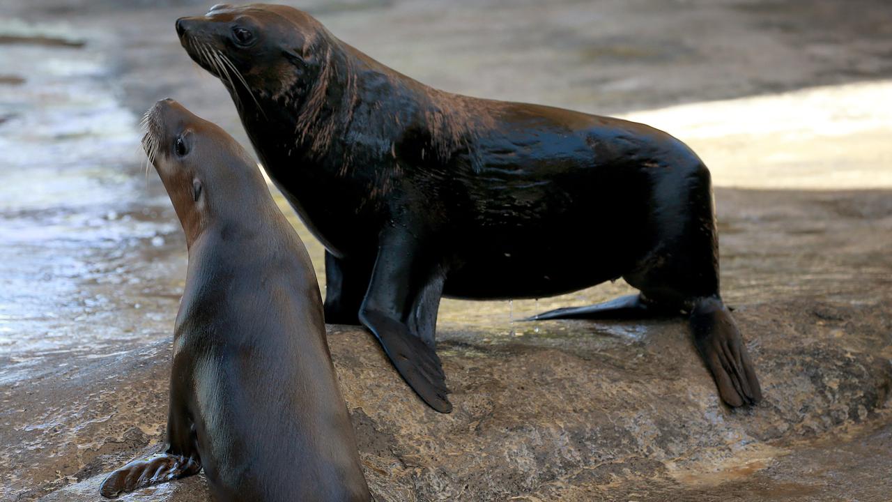 Fur seals have been causing problems at a Coorong fishery. Picture: Toby Zerna