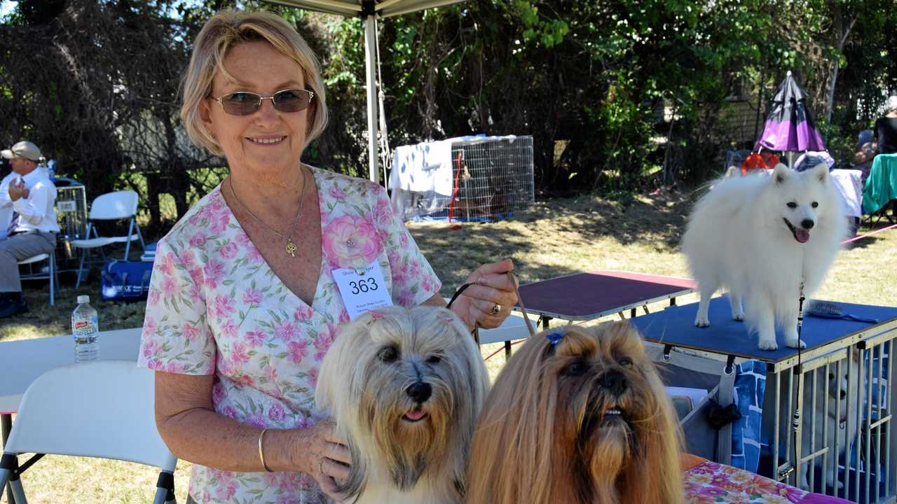 Murgon Show Record Entries For Dog Show The Courier Mail