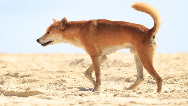 A statement from Fraser Island Dingo Conservation says no more dingoes should be destroyed on the island.