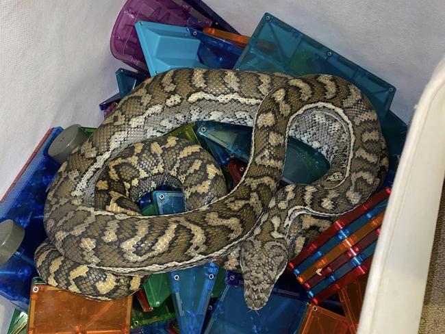 Carpet python found in a toy box on the Gold Coast. Pic: Snake Catchers Brisbane and Gold Coast.