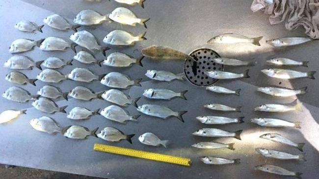 More undersized fish seized at The Entrance. Picture: supplied.