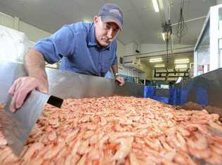 Business development manager Clarence River Fishermans Coop Garry Anderson with some of the many prawns that came through the co-op.Photo Adam Hourigan / The Daily Examiner. Picture: Adam Hourigan