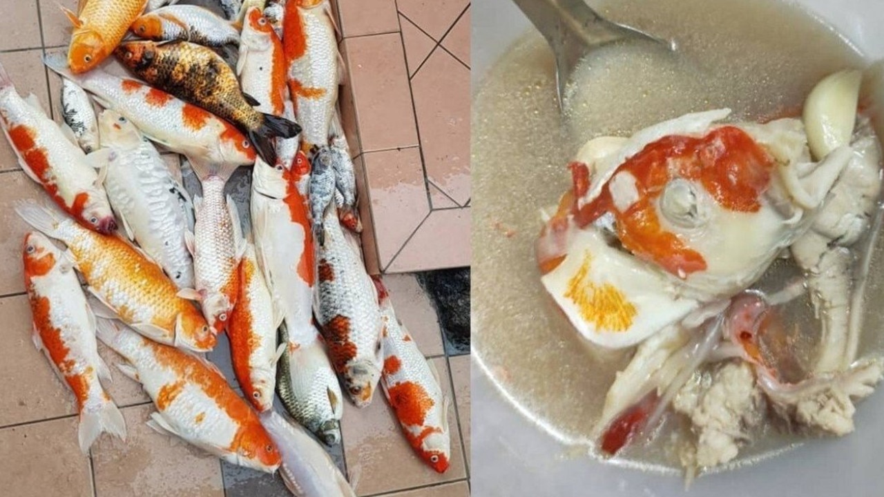 Amanda Omeychua turned her dead koi fish, which are an attraction in Japan, into a soup. Picture: Facebook.
