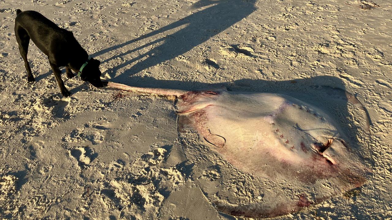 The stingray near Andy’s fully grown five year old Koolie dog. Picture: Crab.e.cam