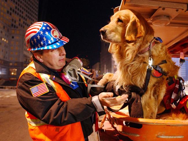 Goldens also make terrific therapy dogs. Picture: News Corp