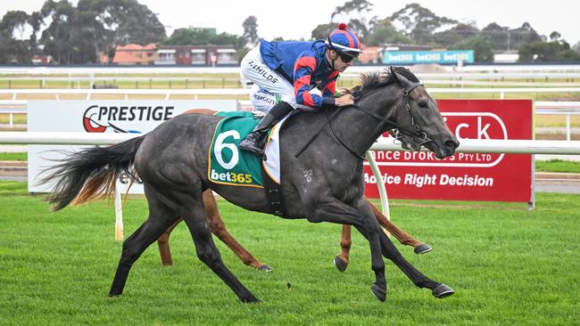 Miss Tallchief will appreciated a step back in class and a drop in weight at Stony Creek on Tuesday. Picture: Reg Ryan / Racing Photos