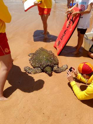 Newport lifesavers helped rescue a sea turtle on Saturday. Pic: Rosie Elliott