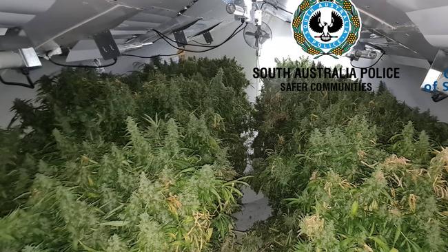 Marijuana found at Prospect on Wednesday April 15. Picture: SA Police