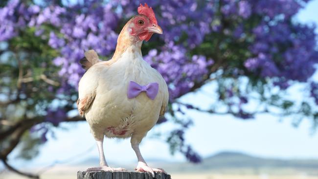 'Chicken' has already garnered over 5000 followers on Facebook on Instagram. Source: Facebook/Life of Chicken