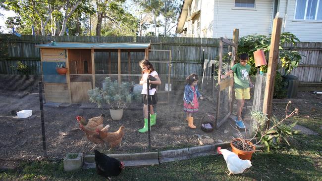 The John family have free range chooks in their backyard, including two rescued battery hens. Picture: David Kelly