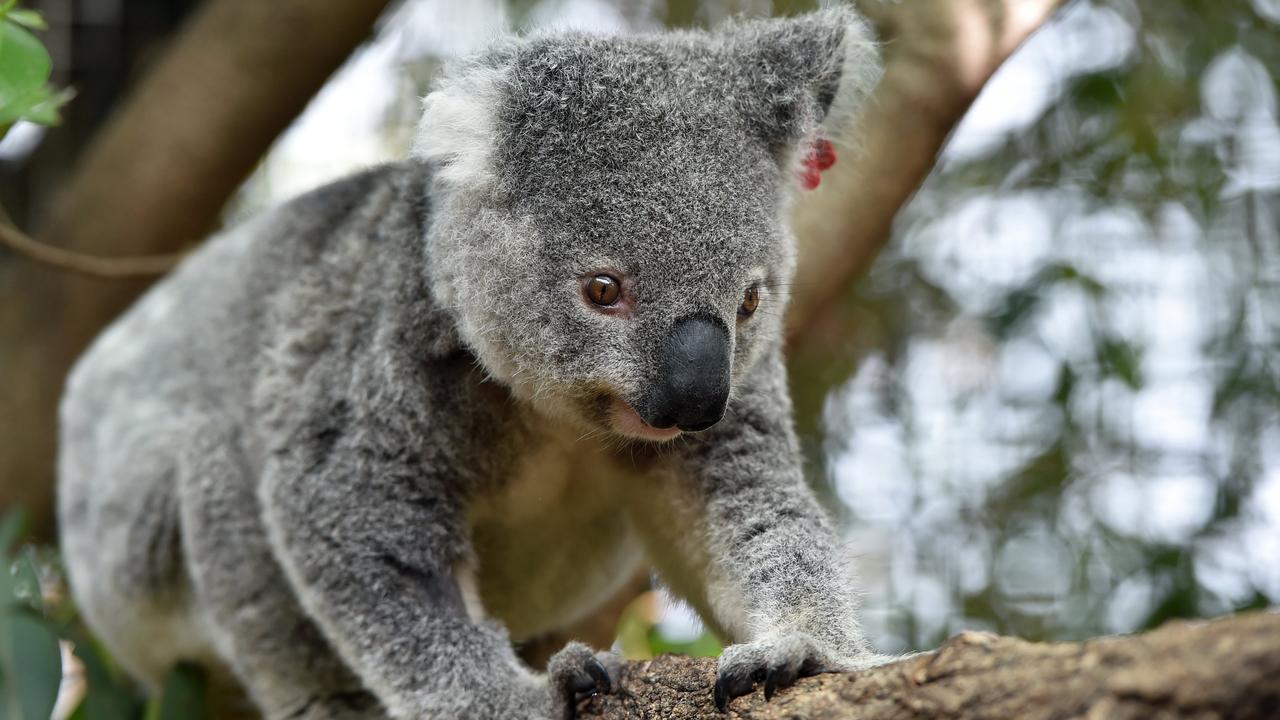 Vincent the Koala was found by the side of the road when he was less than a year old, with severe injuries from being caught in a barbed wire fence. Picture: Australia Zoo Wildlife Hospital