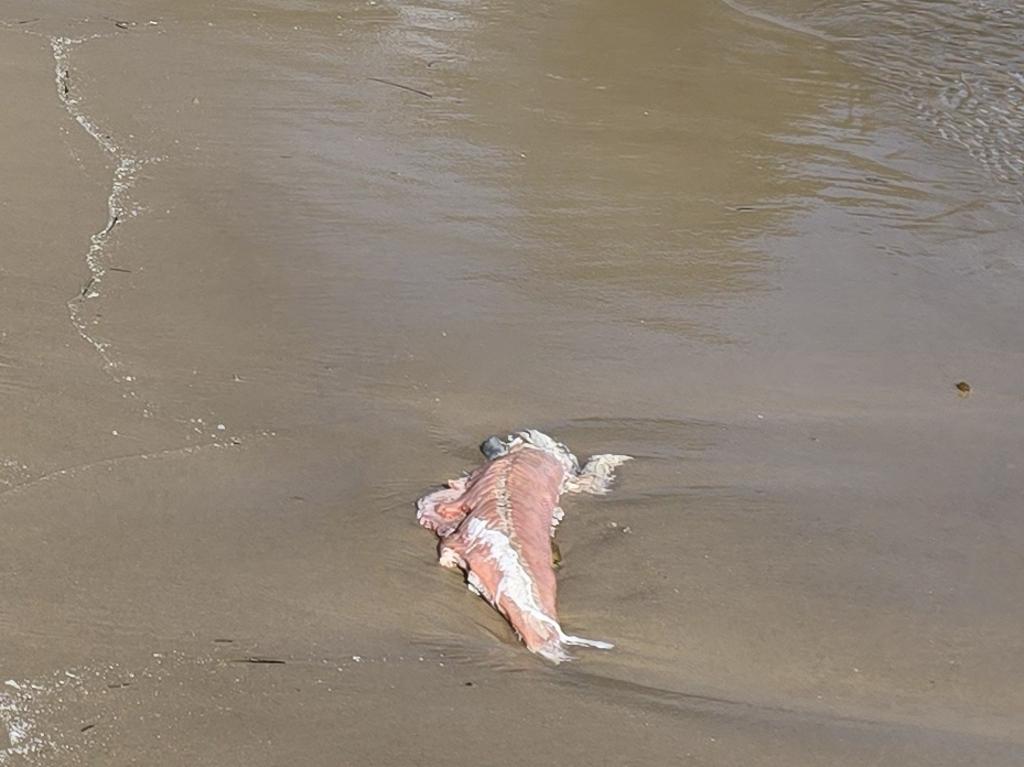 The Bob Brown Foundation is now demanding from the EPA and the Tasmanian Government to shut down disease-affected leases before the entire Huon and Channel is covered in the rotting flesh of farmed salmon.