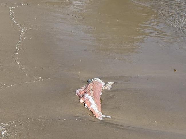 The Bob Brown Foundation is now demanding from the EPA and the Tasmanian Government to shut down disease-affected leases before the entire Huon and Channel is covered in the rotting flesh of farmed salmon.