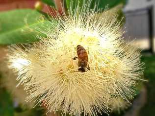 PICTURE OF THE DAY: Luke McLennan snapped this picture of a buzzy little bee checking out what a native flower. Picture: Luke McLennan