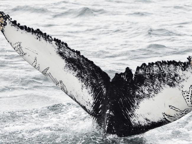 Spanish photographer Carlos Alejo says of his image, Natural Identity in Fjord: ‘I took this photo on August 2017 in the north of Iceland. This beautiful whale gave me a majestic and smooth presence showing me her natural tattoo-like symbols in her tail, while swimming in a Fjord. It was a really touching experience with such a charming and elegant animal.’