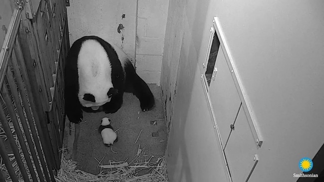 Panda Cub Crawls to Mom at Smithsonian National Zoo