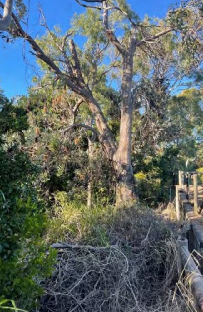 'Extremely significant' vegetation vandalism from July 2022 at Belangason Way in Shoal Point. Picture: Mackay Regional Council