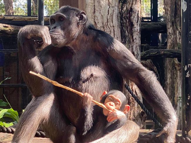 Rockhampton Zoo chimpanzee's Leakey and Mzuri