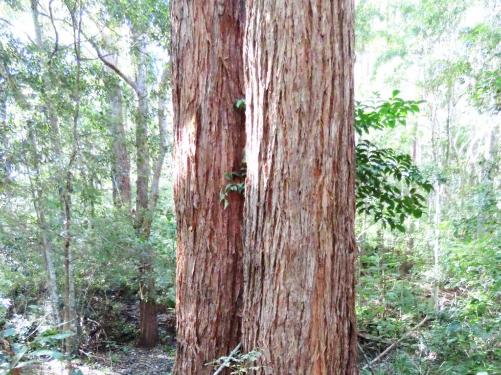 The NSW Government has acquired an additional 89 hectares of land to expand Cudgen Nature Reserve and aid the recovery of the Tweed koala population. Picture: Supplied