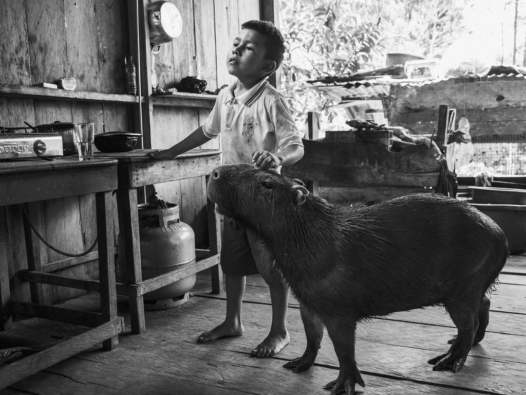 A capybara visits a house in San Antonio in the Amazon rainforest, Peru. Picture: Sergio Attanasio