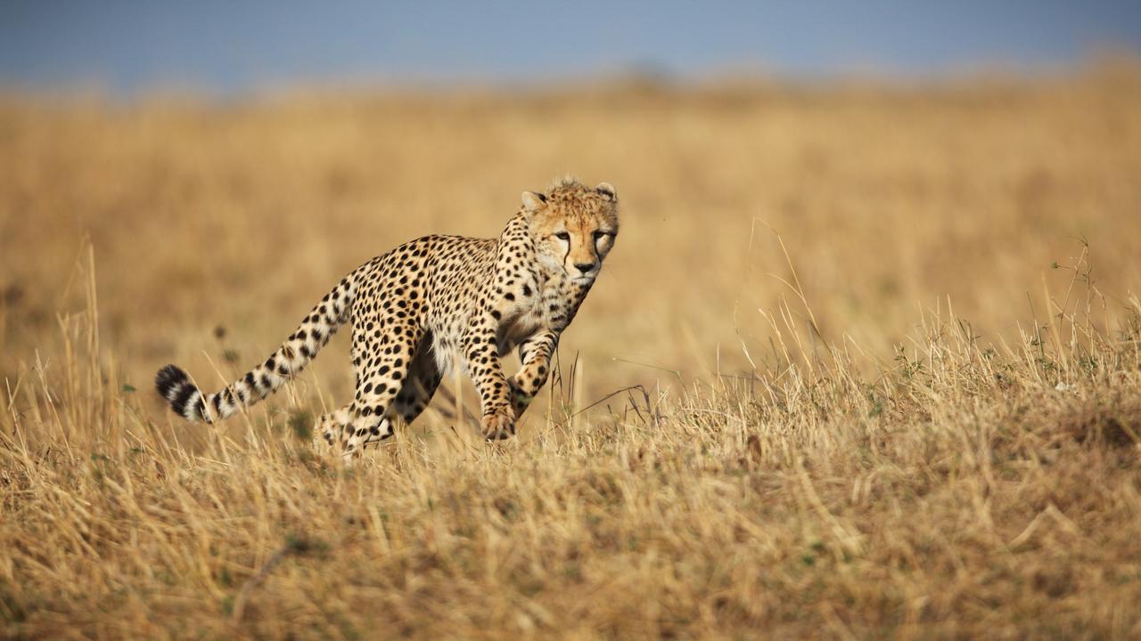 Cheetahs in the Serengeti spotlight | The Australian