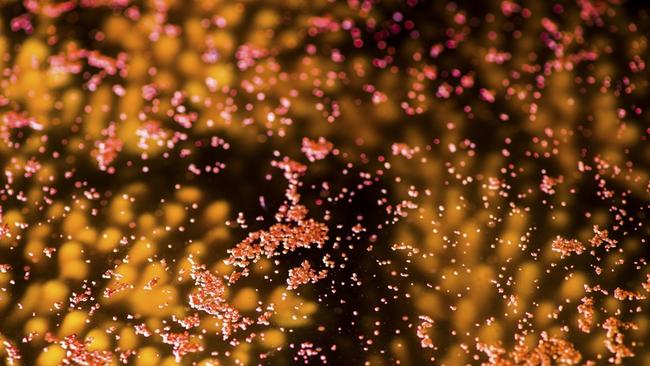 Coral spawning on the Great Barrier Reef takes place in late spring or early summer.