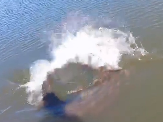 A screenshot from the video James Falkenberg shot of him bringing up the crocodile he hooked on a lure intended for barramundi.