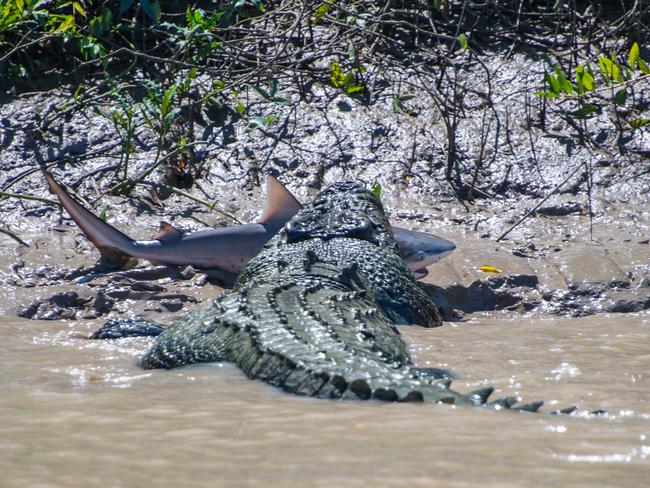 Cruise passenger Andrew Paice captured Brutus having a snack on a bull shark in the Adelaide River. Photo: Andrew Paice