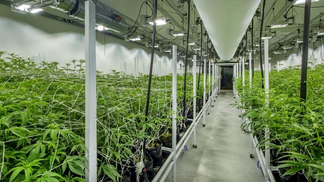 An indoor nursery for the cultivation of medicinal marijuana. Picture: ISTOCK