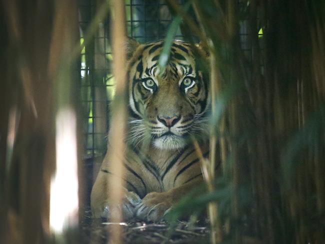 Male tiger Hutan turns 7 on Thursday. Picture: David Caird