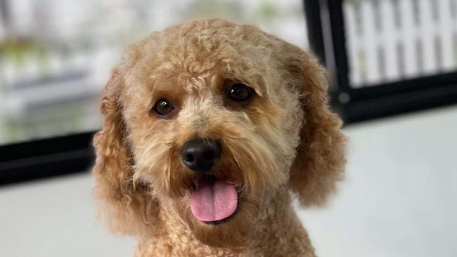 While cavoodles were listed by Pet Insurance Australia as Queensland’s 2021 most popular breed, these curly-wurly cuties didn't make the top 10 in Cairns Regional Council registered dogs. Picture: Alison Paterson