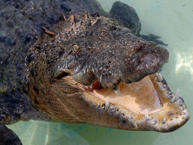 AT FEATHERDALE WILDLIFE PARK. FeatherdaleÕs giant Saltwater Crocodile ÔNgukurrÕ will catch his breakfast before he begins his winter fast. Also please take a photo of people at the bilbies enclosure: has it become more popular since Prince George visited one at Taronga? Has the plight of the endangered bilby been highlighted more because of the royals? Thank you