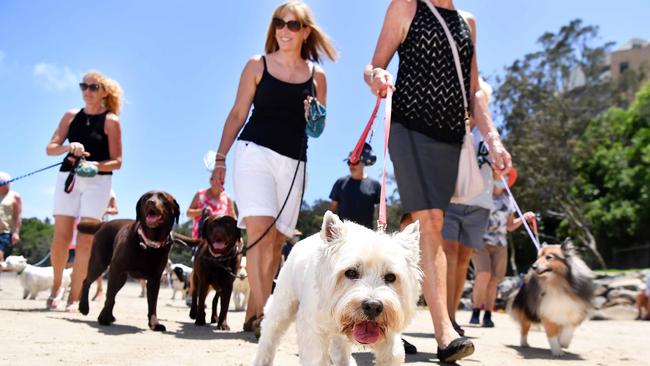 Many locals protested the changes, arguing Point Cartwright should continue to be a dog friendly area. Picture: Patrick Woods.