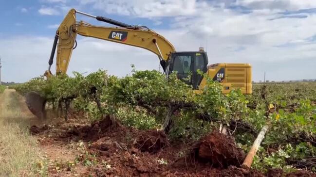 Millions of vines destroyed in Australia amid wine glut