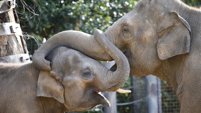 Melbourne Zoo's Asian elephant herd will soon make the move to Werribee Open Range Zoo. Picture: David Caird