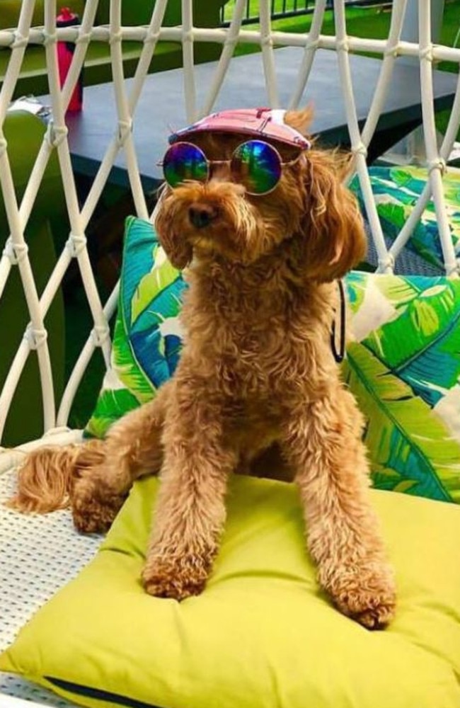 Oscar (pictured) is at the centre of a Federal Court battle after a barrister claimed Nine News defamed her in its reporting of a custody dispute involving the dog. Picture: Instagram