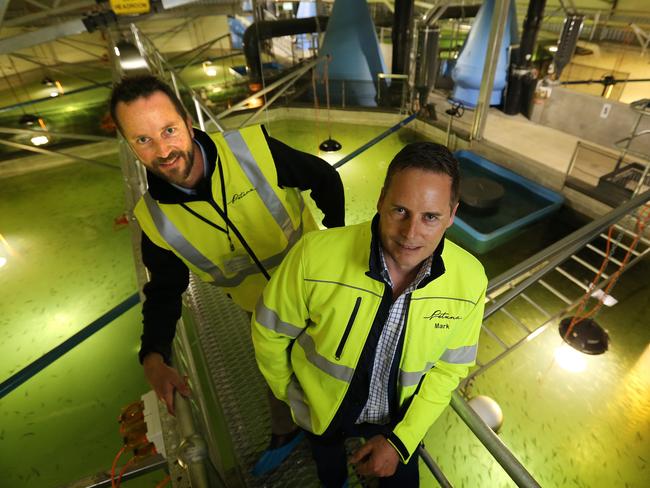 (L-R) Petuna Chief Operations Officer Richard Miller and CEO Mark Potter stand above an atlantic salmon fingerlings tank at the opening of the Petuna hatchery at Cressy